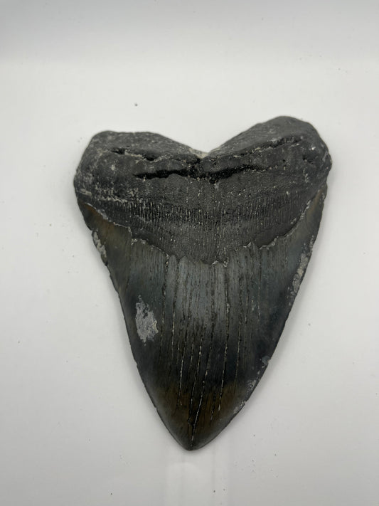 6.68” Megalodon tooth 6.68”