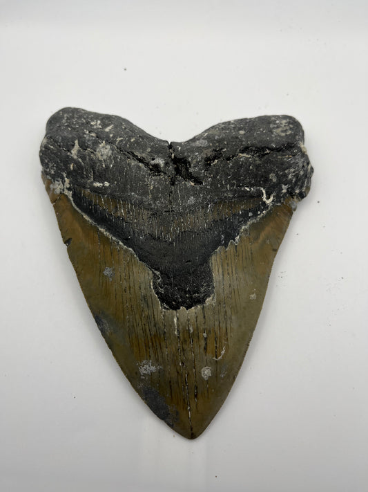 6.5” x 5.21” Megalodon Tooth