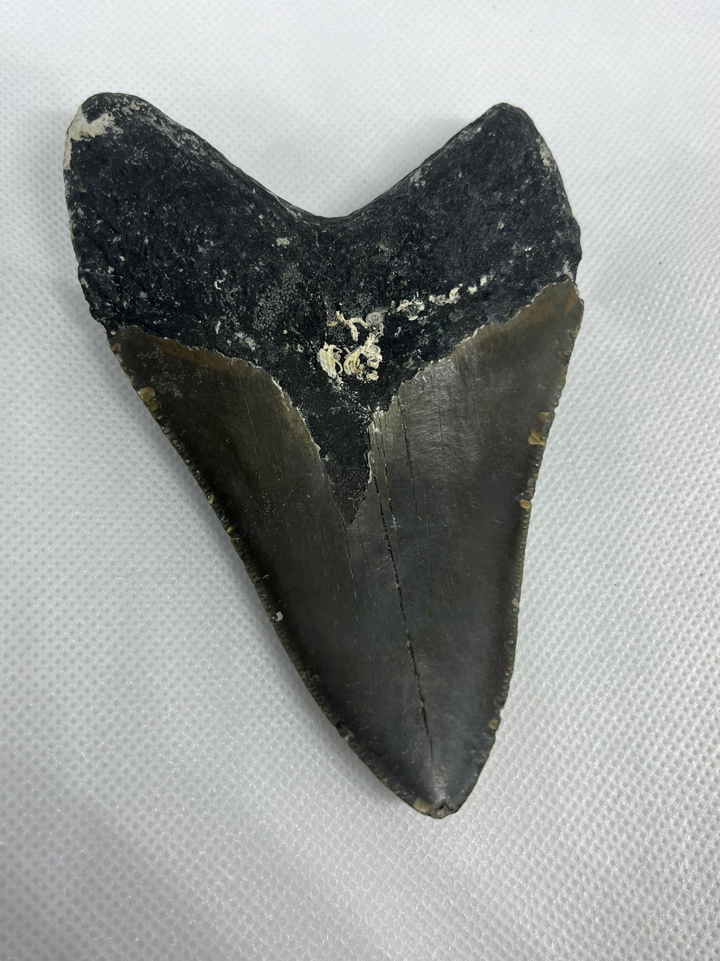 Shark Megalodon Tooth 4.5” Inches Fossil Found in North Carolina  A-24