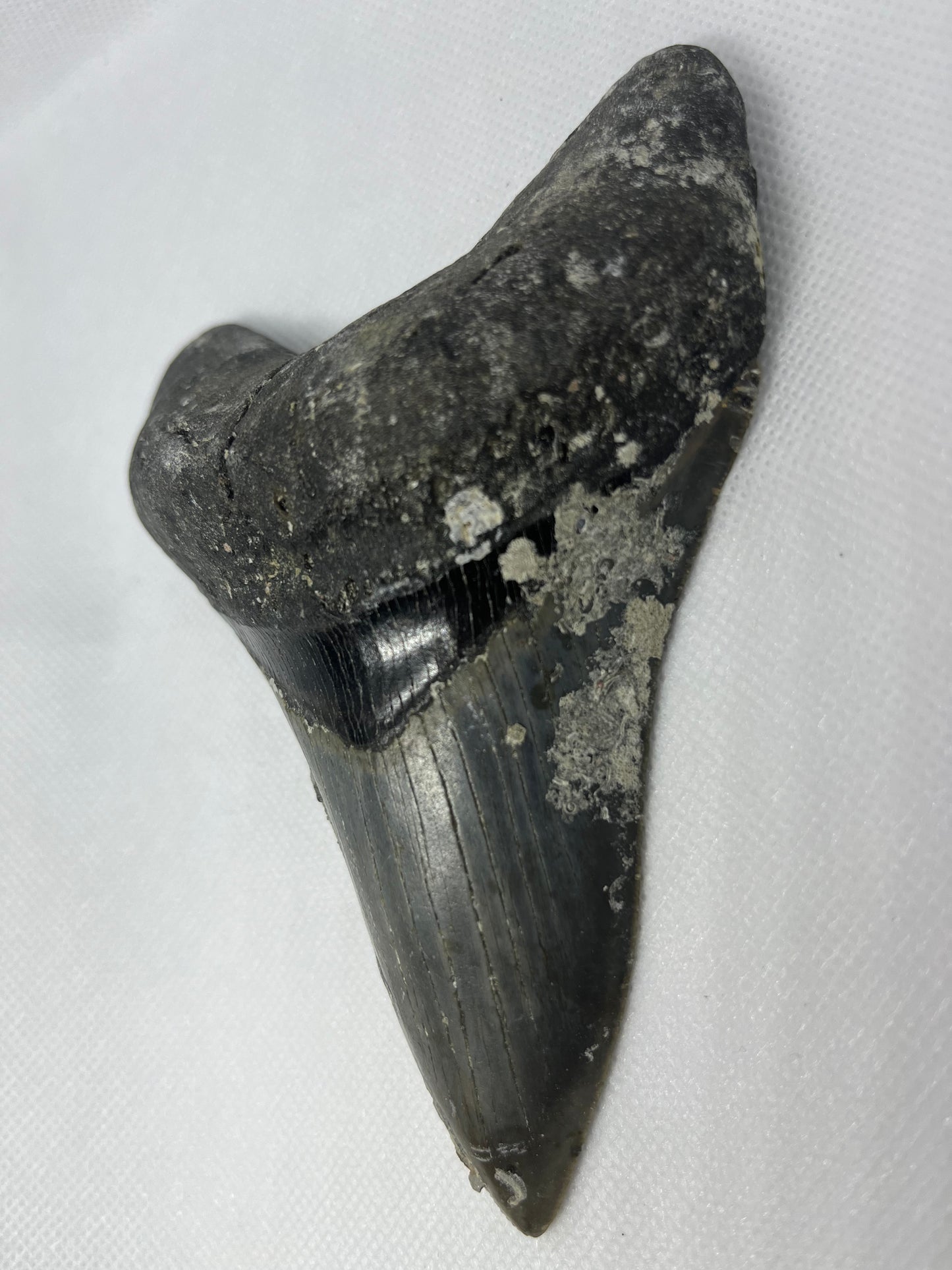 Shark Megalodon Tooth 5.08 Inches Fossil A-20