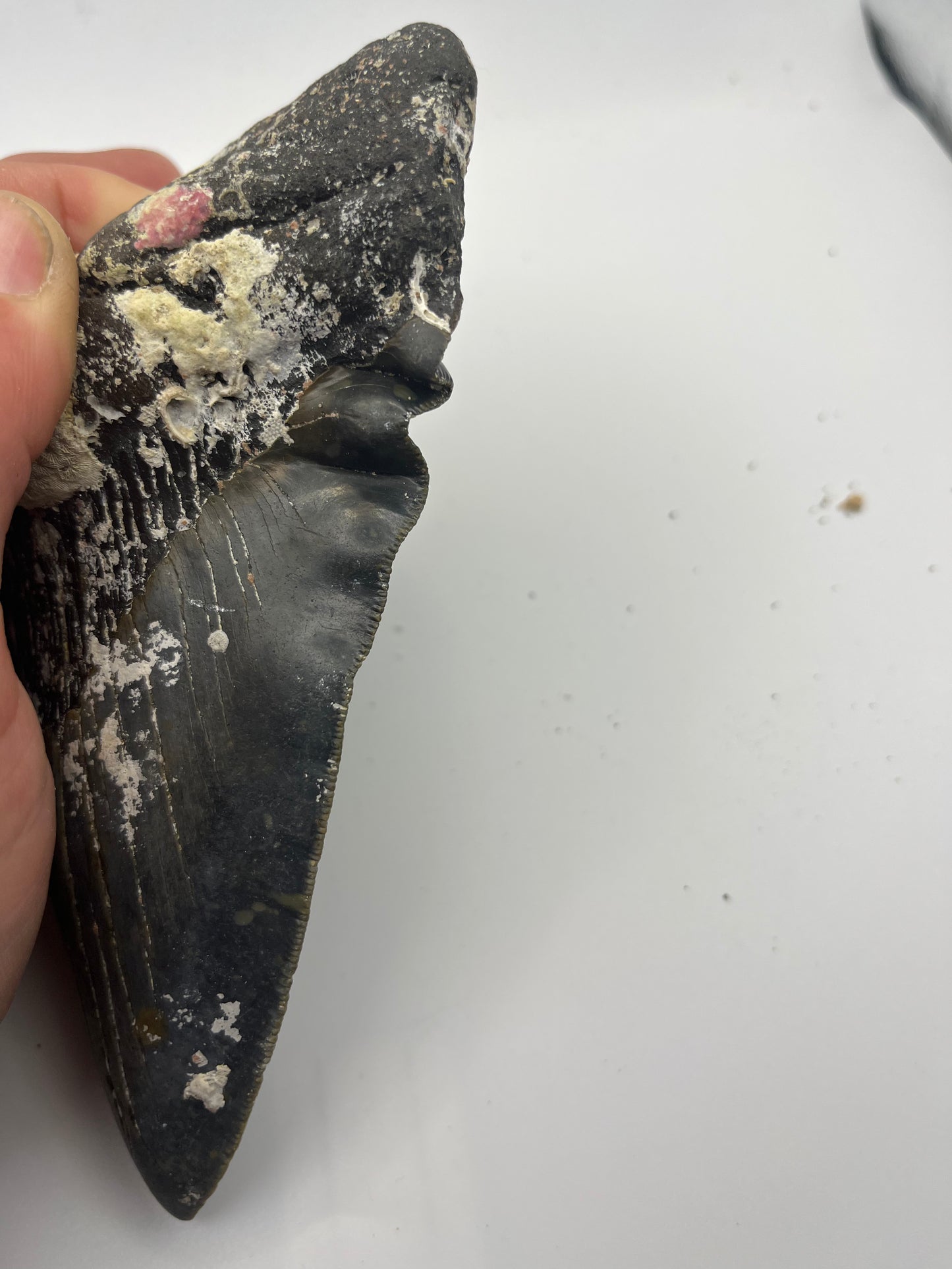 6.15” Megalodon Tooth Rare folds