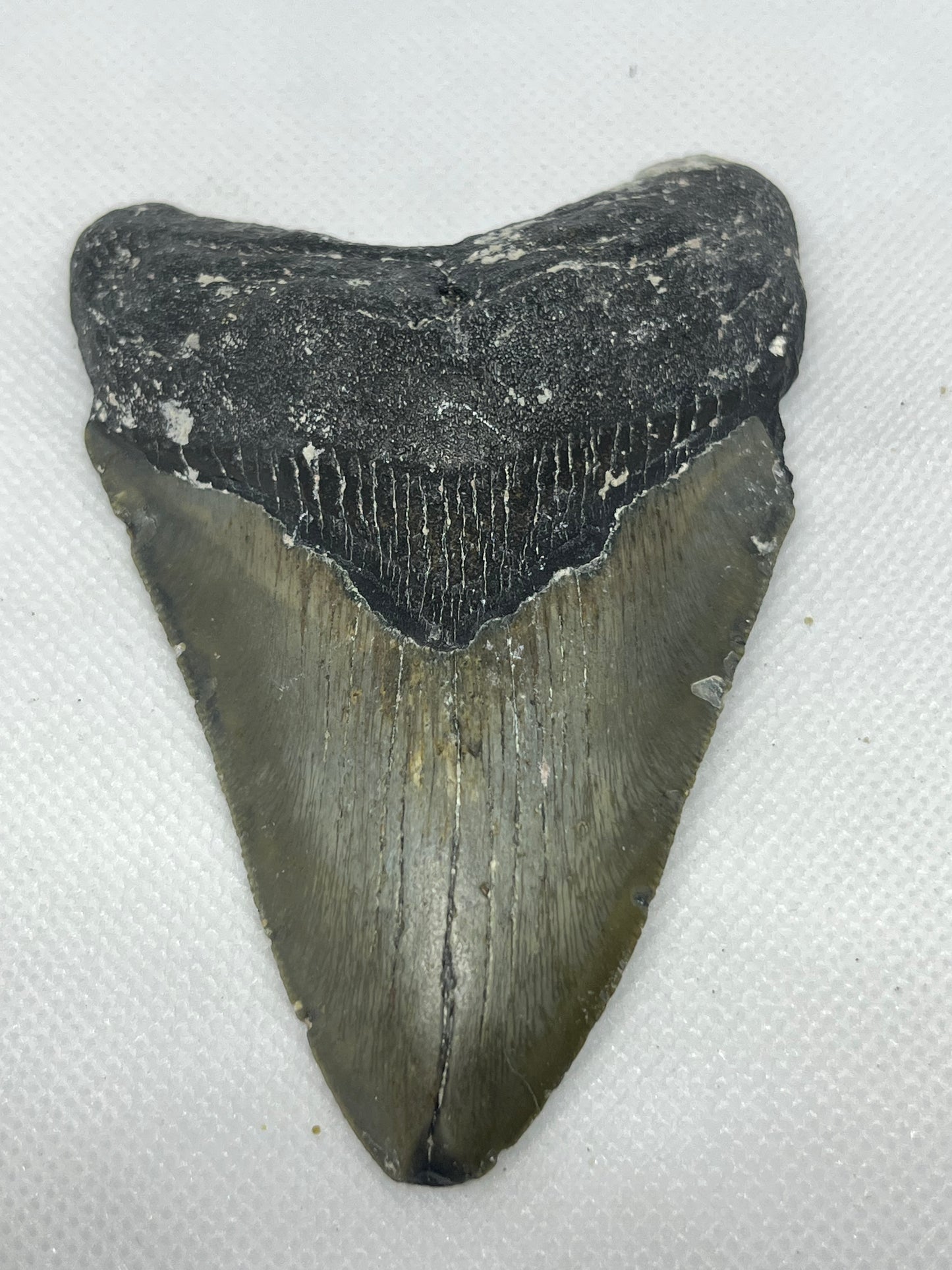 Shark Megalodon Tooth 4.11 Inches Fossil Found in North Carolina  A-28