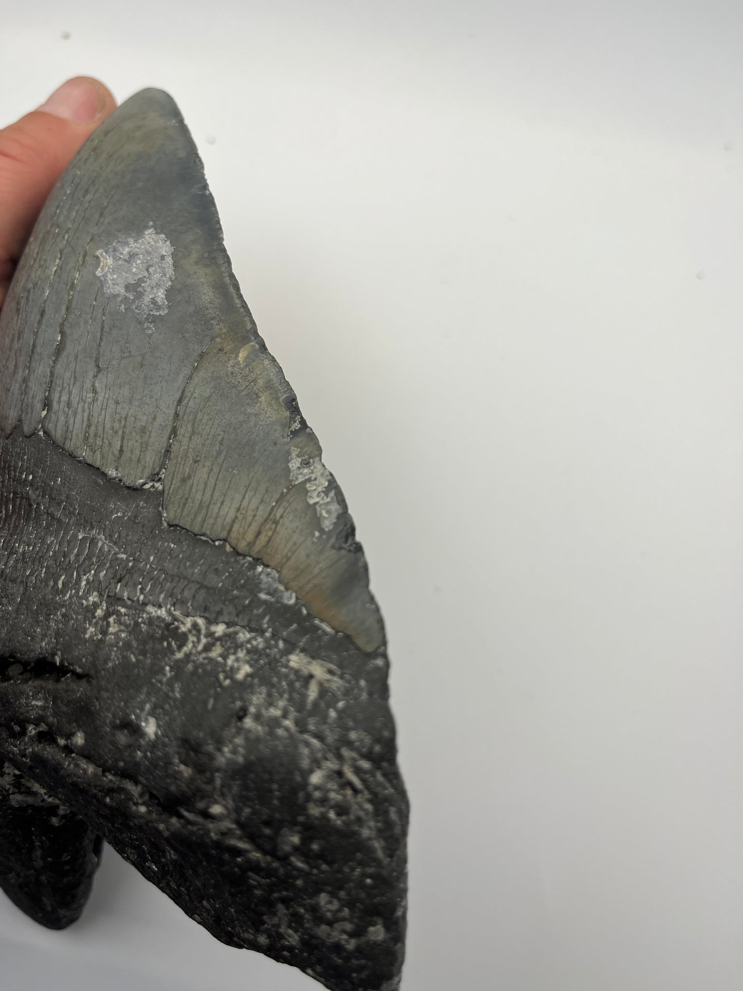 6.68” Megalodon tooth 6.68”