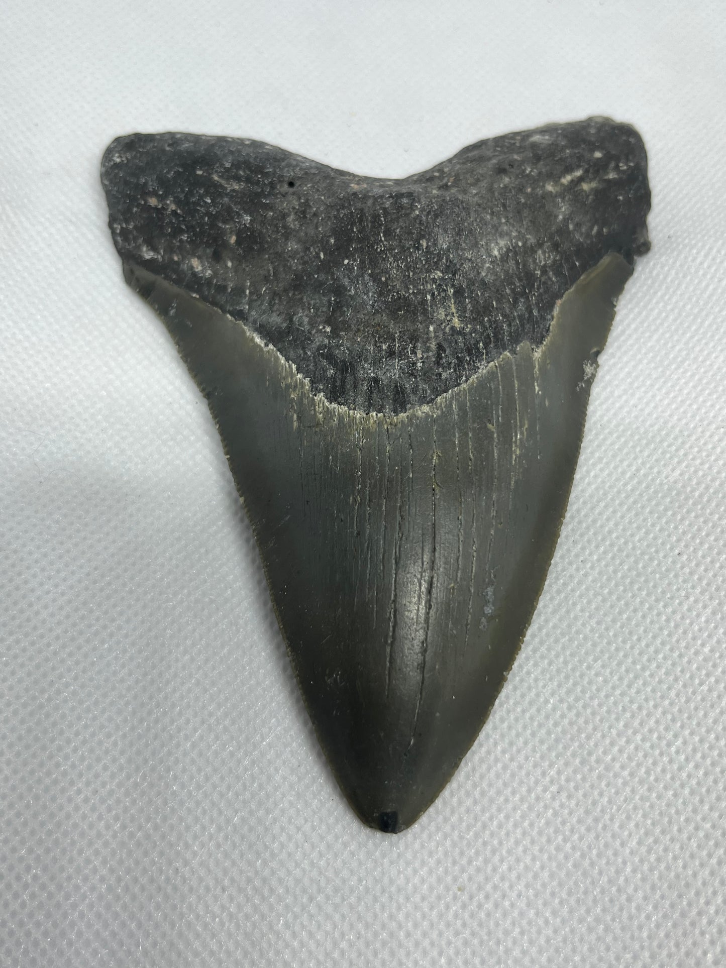 Shark Megalodon Tooth 4.73 Inches Fossil Found in North Carolina  A-25