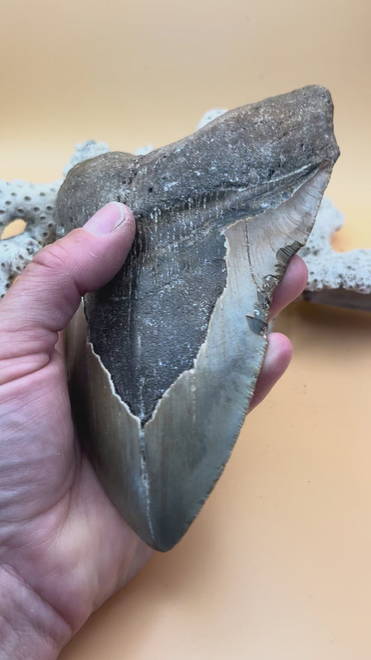 6.64” x 4.52” Megalodon Tooth from a 66’ prehistoric shark!