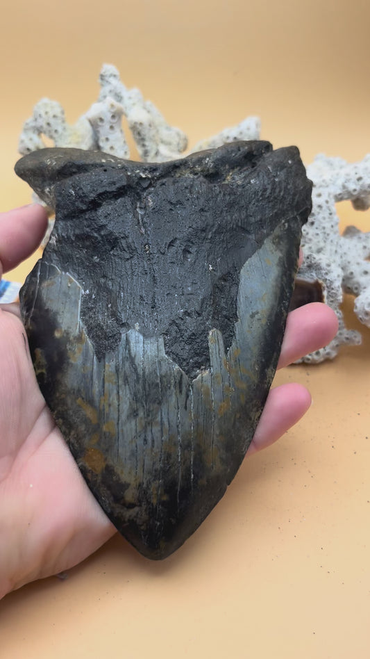6.18” x 4.34” Megalodon Tooth from a 60’ prehistoric shark! Diver recovered