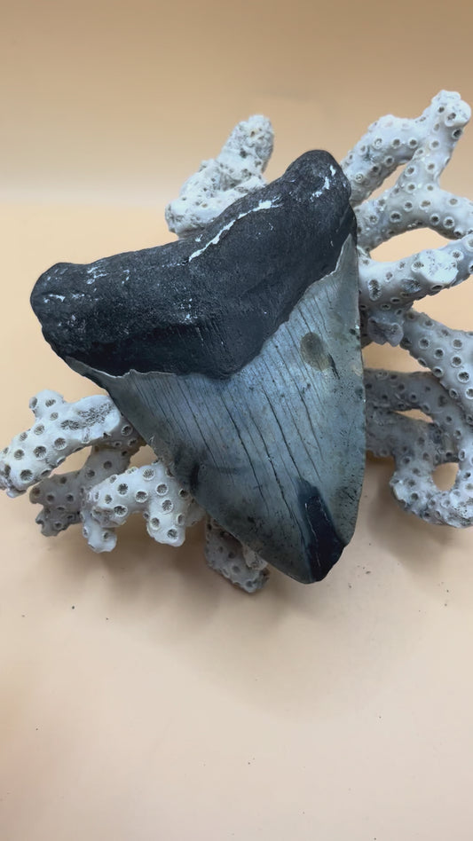 4.5” megalodon tooth from 45’ shark