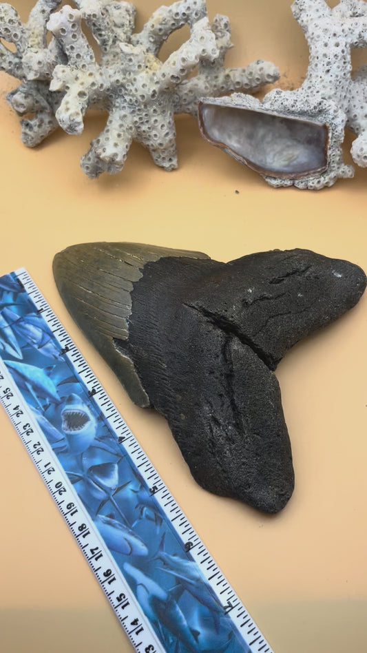 6.35” x 4.84” Megalodon Tooth from a 65’ prehistoric shark