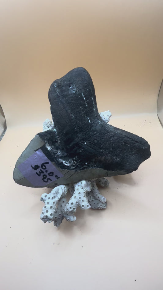 6.0” x 4.8” has cool barnacle, massive meg tooth