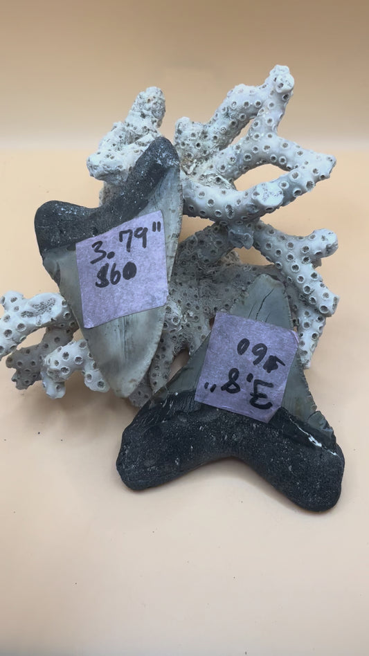 3.8” double trouble megalodon teeth