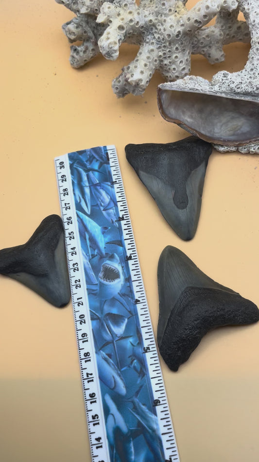 2.26”, 2.71” & 2.98” “Triple Threat” megalodon teeth, discount bundle