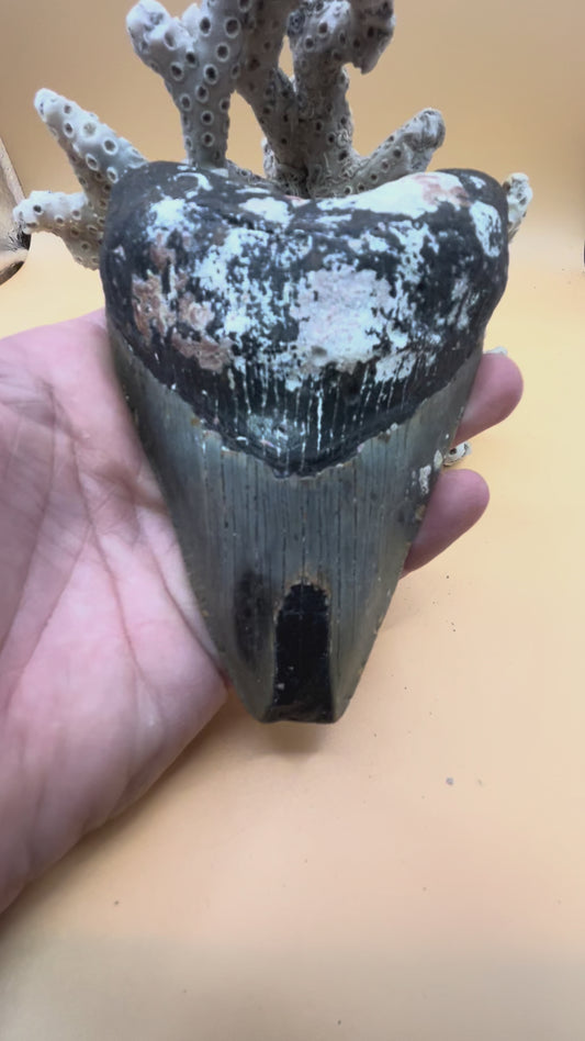4.8” Megalodon Tooth from a 48’ prehistoric shark!