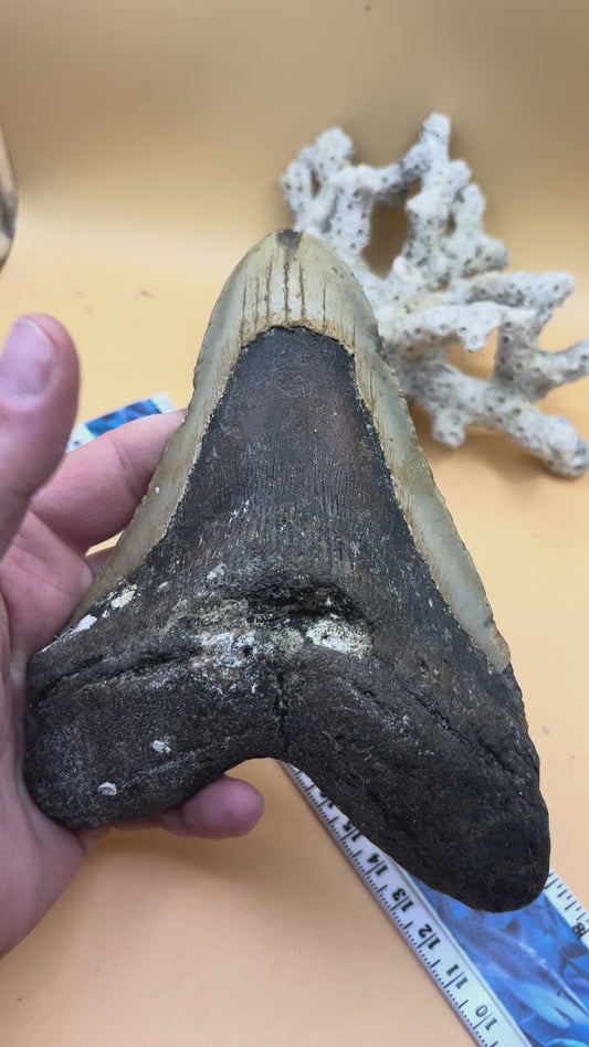 6.12” x 4.5” monster meg tooth, diver found 110’