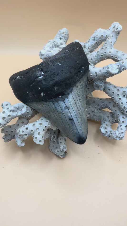 4.1” megalodon tooth, diver found