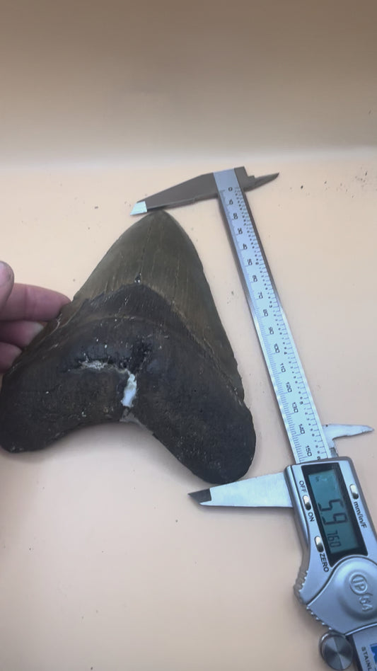 Massive 5.97” megalodon tooth, diver found