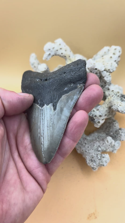 3.64” Megalodon Tooth from a 36’ prehistoric shark!  Great size, nice serrations, nice bourlette. All teeth are hand recovered in 100+ feet of water by scuba divers off North Carolina.  You’re the second human to hold this tooth! Check out Megalodon Tooth