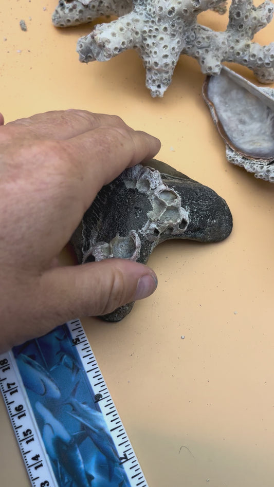 4.65”Megalodon Tooth, Prehistoric Shark Fossil, Hand Recovered, slightly pathological!