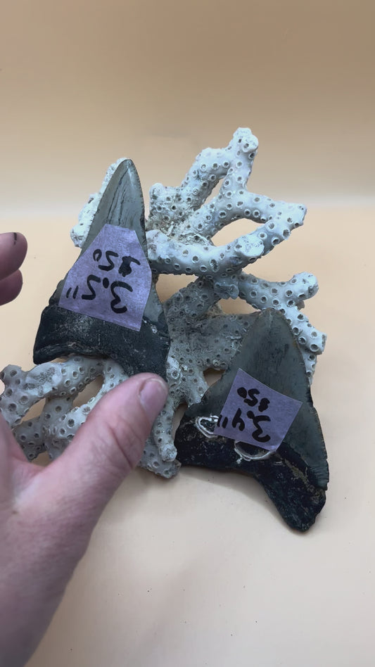 3.5” fraternal twins megalodon teeth