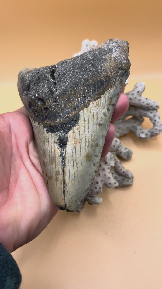 5.3” megalodon tooth from 53’ shark, found in 100’ water