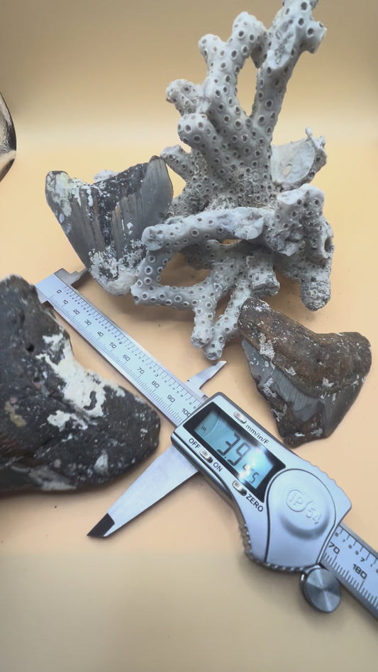 3 pieces of Megalodon Teeth