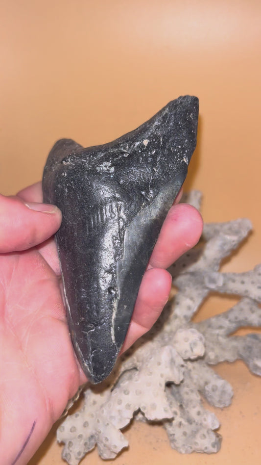 4.04” megalodon shark tooth