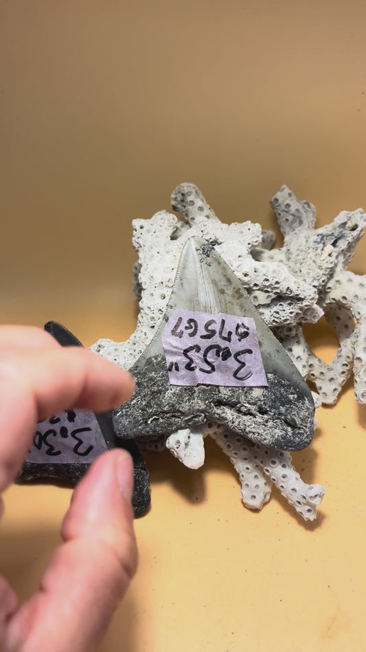 3.30” & 3.53” (very high quality 3.53”) siblings from 30 shark Meg Teeth Fossil – Extinct Teeth from a 30’ prehistoric shark! Item 175