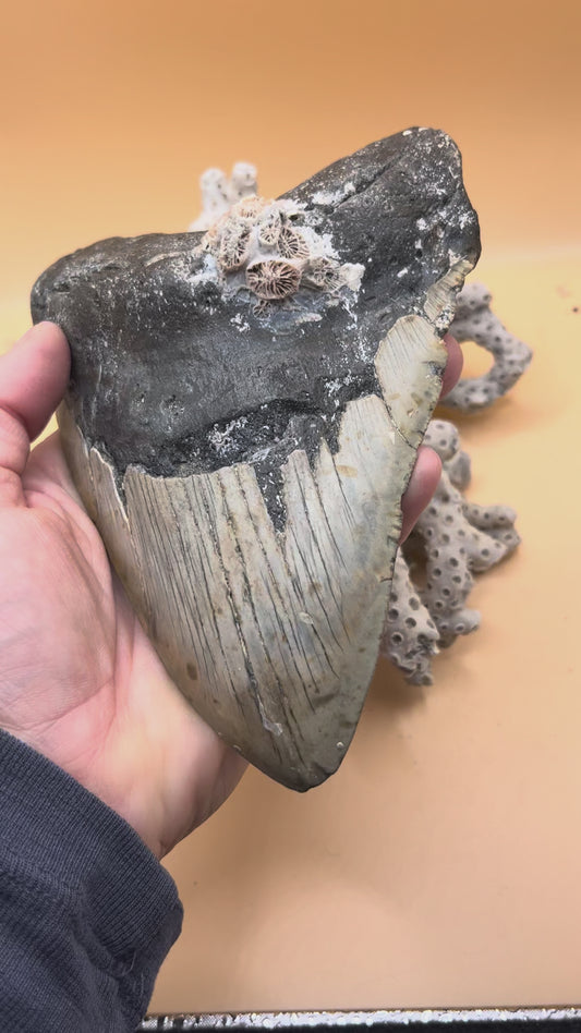 6.06” giant 1 lb megalodon tooth, scuba diver found off NC