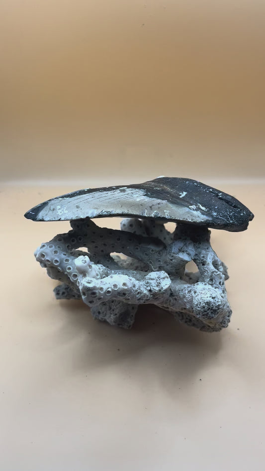 4.8” meg shark tooth found offshore NC, diver direct