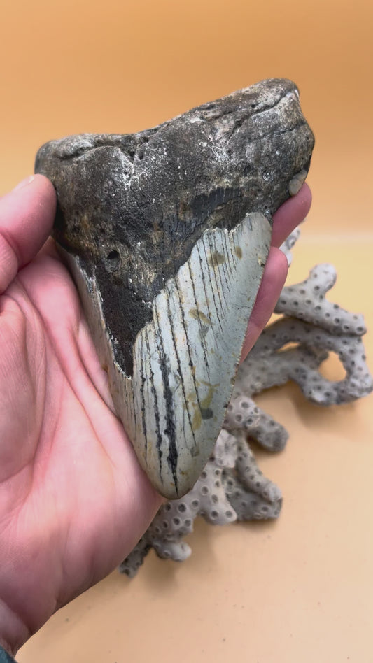 5.1” Megalodon Tooth from a 51’ prehistoric shark!