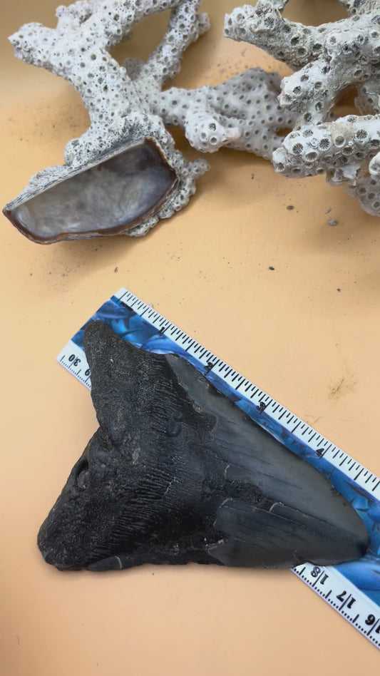 5.12” Megalodon Tooth from a 51’ prehistoric shark!