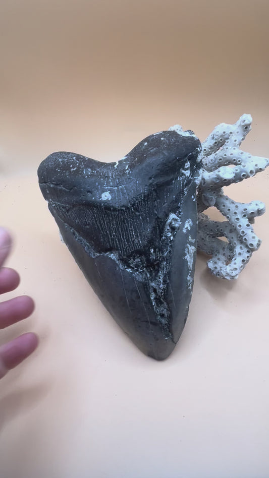 Monster 6.5” megalodon