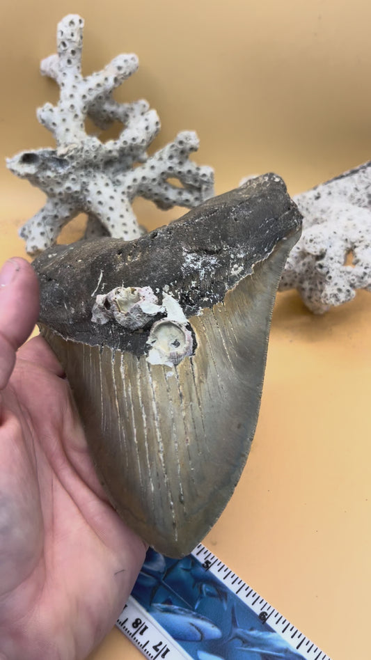 5.97” Megalodon Tooth from a 59’ prehistoric shark! Collector high grade!