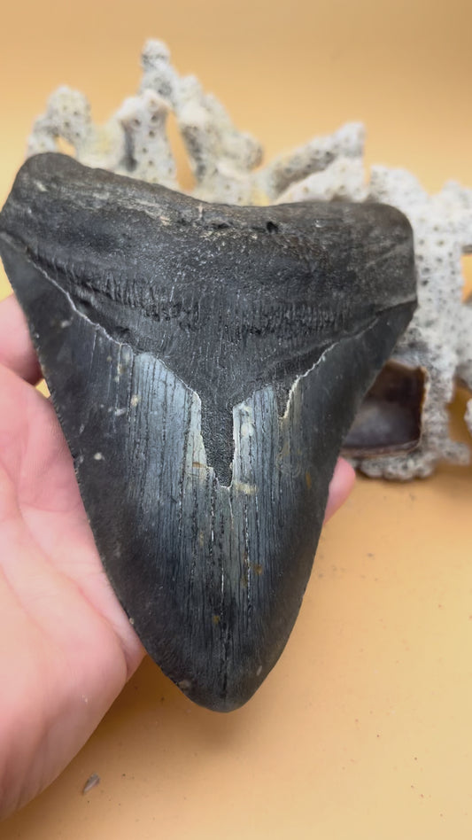 5.90” Megalodon Tooth, Prehistoric Shark Fossil, Scuba Recovered