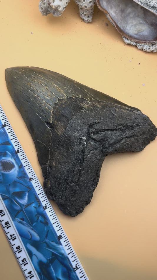 5.85” Megalodon Tooth, Prehistoric Shark Fossil, Scuba Recovered item 184