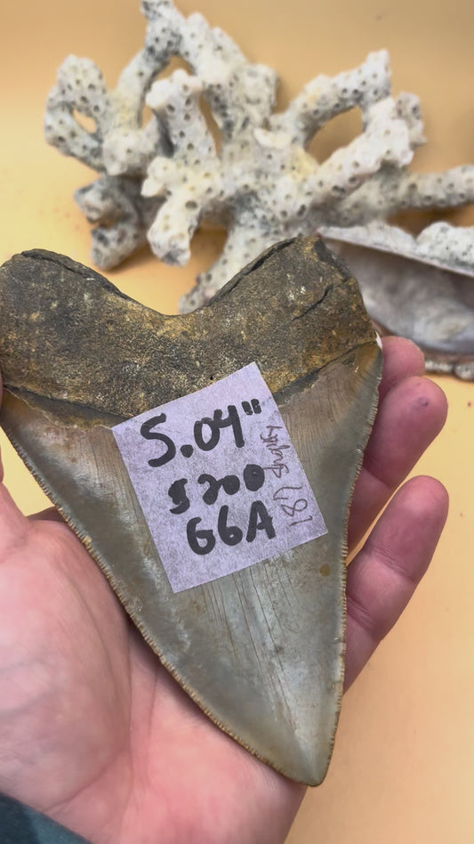 5.04”  Megalodon Tooth from a 50’ prehistoric shark!