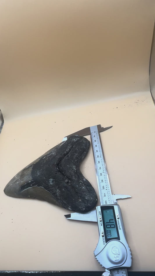 6.0” x 4.8” giant diver found megalodon tooth