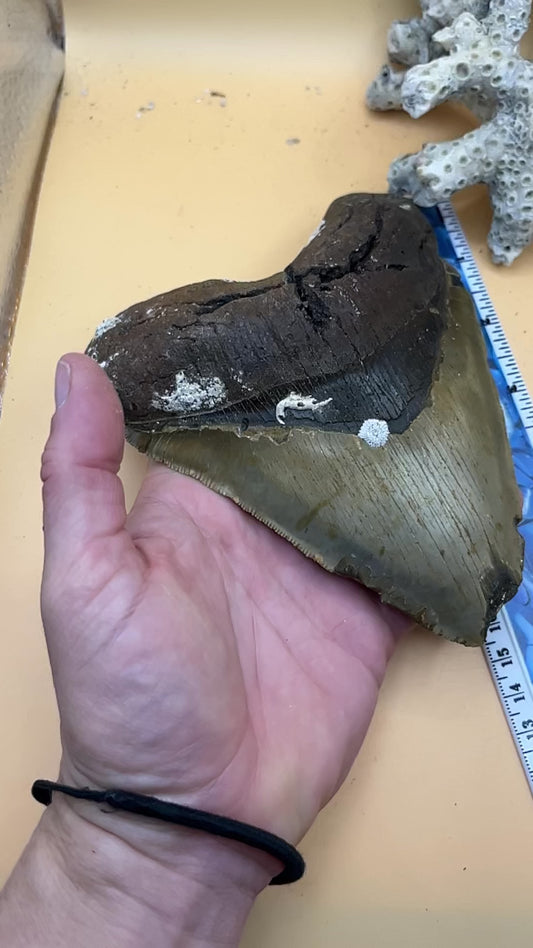 5.98” x 4.68” monster megalodon shark tooth, diver found 