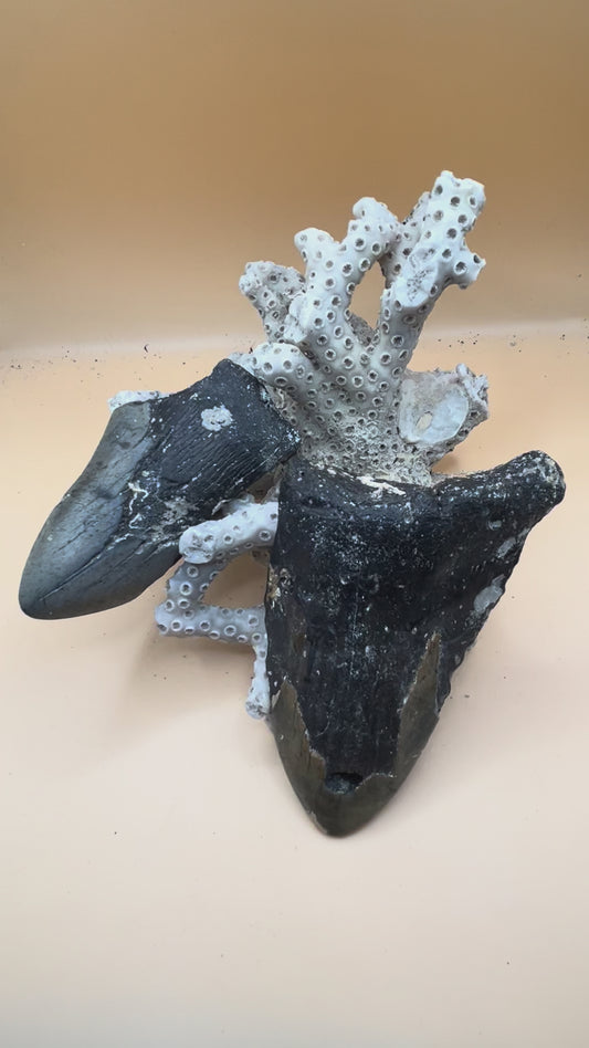 4.5” & 3.5” Megalodon Tooth from a 45’ & 36’ prehistoric shark!