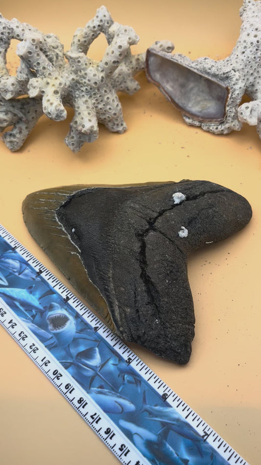 6.09” Megalodon Tooth, Hand Recovered Prehistoric Shark Fossil