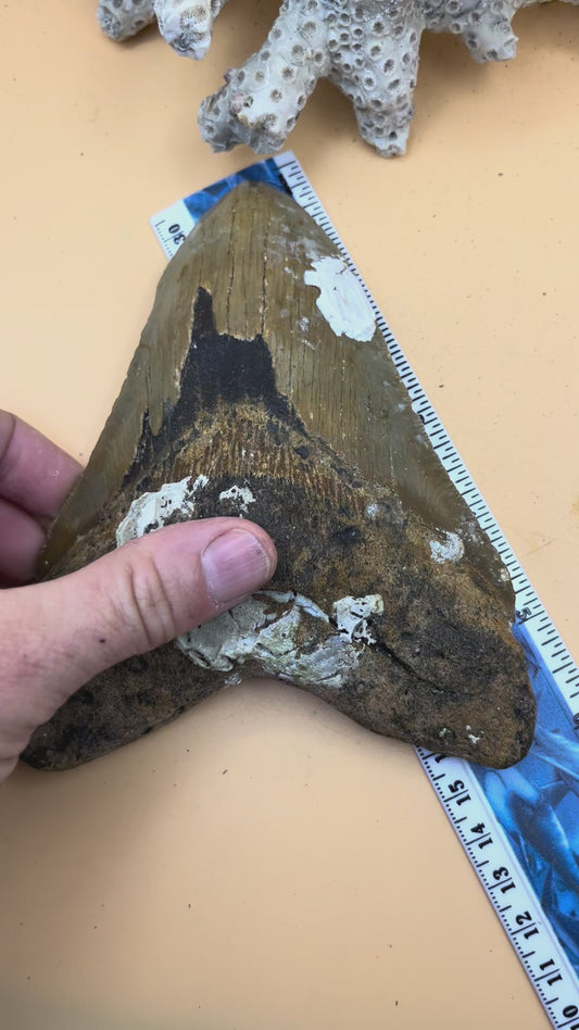 5.91” x 4.6” monster megalodon shark tooth, diver found 
