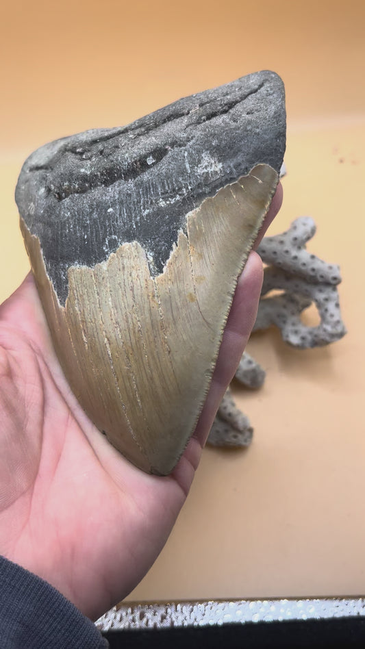 5.2” caramel colored megalodon tooth