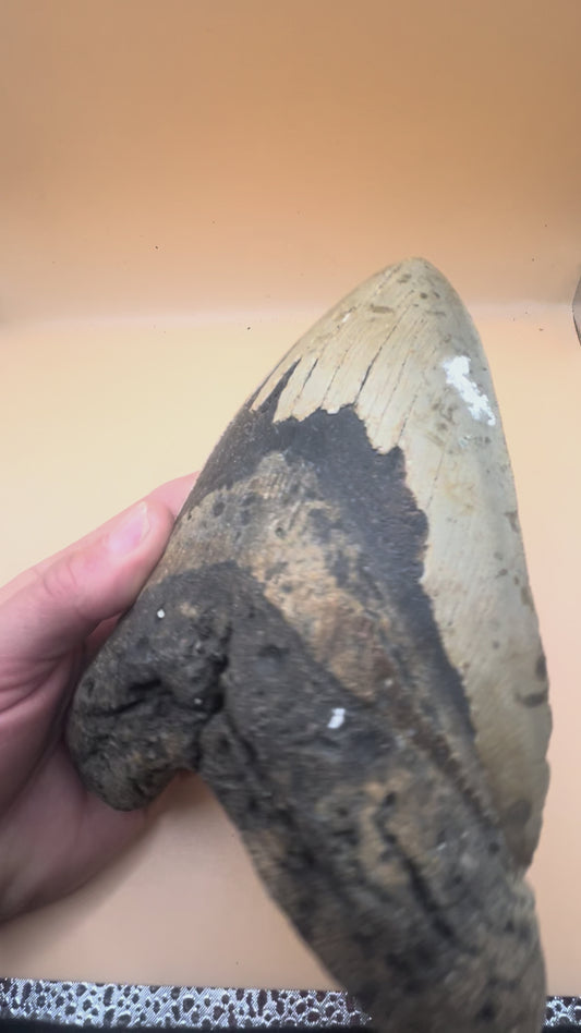 6.5” x 4.6” Megalodon Tooth from a 66’ prehistoric shark! Massive rare size!