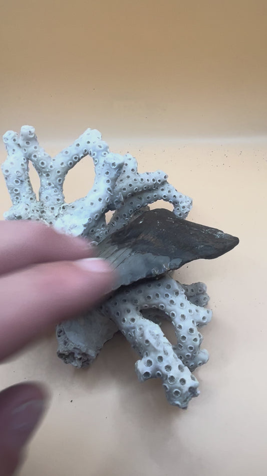 4.0” Megalodon Tooth from a 40’ prehistoric shark!