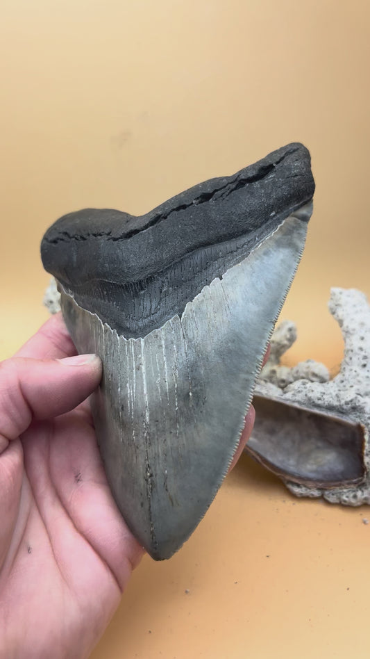 5.6” Megalodon Tooth, high quality, from a 56’ prehistoric shark! Great serrations & unique color