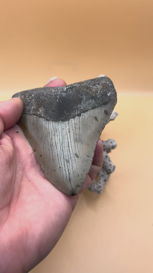 4.0” megalodon tooth, scuba diver found