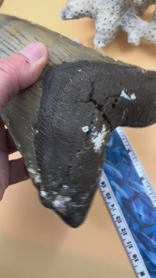 5.92” x 4.46” massive high quality offshore NC meg tooth