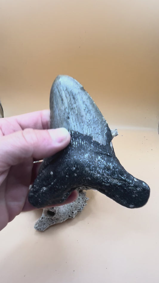 4.7” meg tooth from 47’ shark