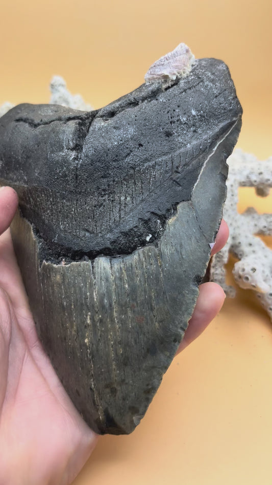6.15” x 4.38” Megalodon Tooth, Hand Recovered Prehistoric Shark Fossil 080 bigs in