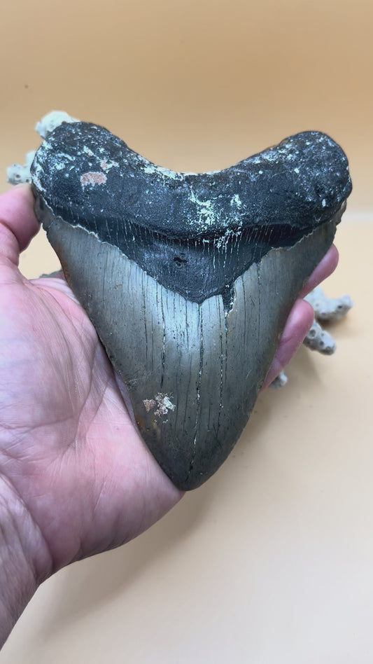 5.2” meg tooth from a 52’ shark, special iron oxide deposits on back