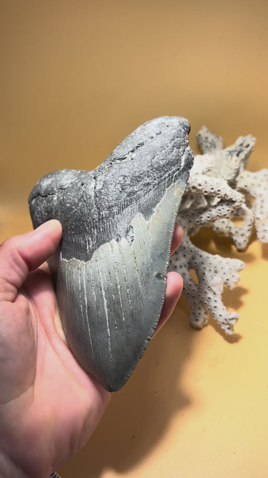 5.86” Megalodon Tooth from a 58’ prehistoric shark! Great size, nice serrations, nice bourlette 068 bigs